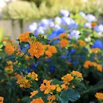 Vanda Land Apartamento *