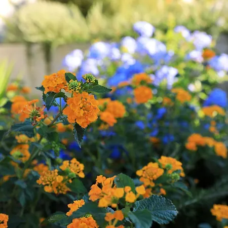 Vanda Land Appartement *